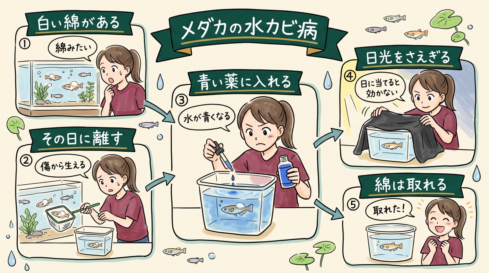 メダカの水カビ病のグラレコ（グラフィックレコーディング）。体に白い綿を見つけたらその日に別容器へ離し、青いメチレンブルーに入れ、日光をさえぎって薬が分解しないようにすると、綿は取れる