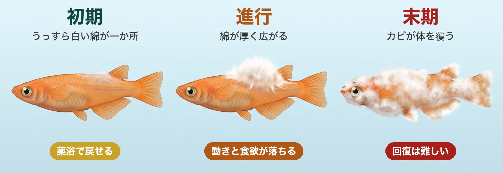 メダカの水カビ病の進み方を体に生える綿で見分ける。初期はうっすら白い綿が一か所に付き薬浴で戻せる、進行すると綿が厚く広がり動きと食欲が落ちる、末期はカビが体を覆い回復は難しい