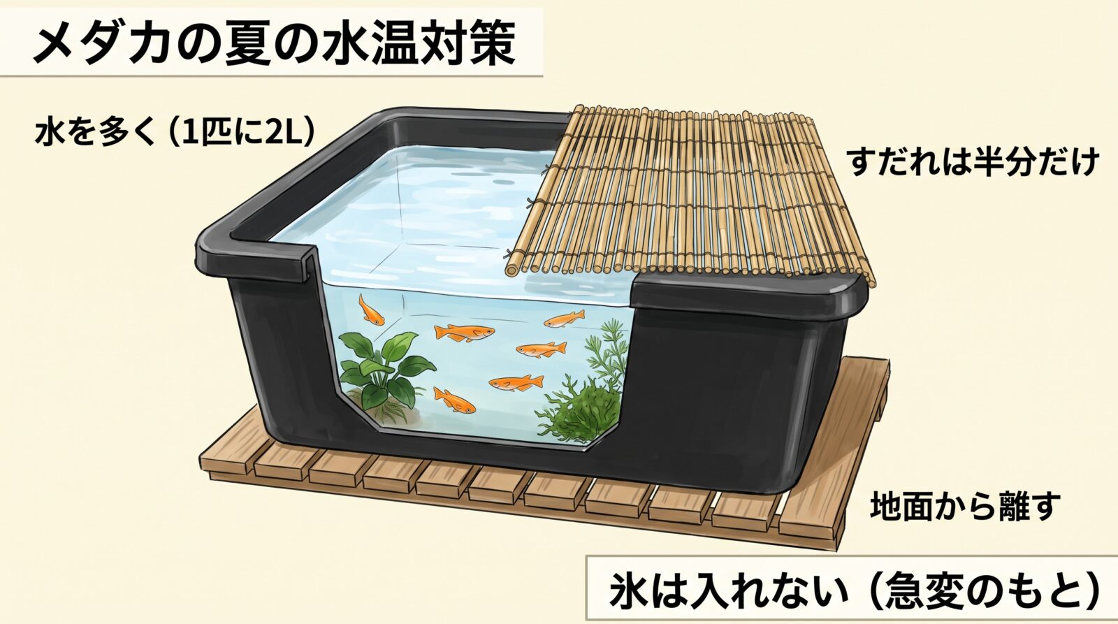 メダカの夏の水温対策の図解イラスト。黒い容器に水を多く入れ(1匹に2リットル)、すだれは半分だけかけて逃げ場を残す。すのこ台にのせて地面の熱から離す。氷は水温の急変のもとになるので入れない