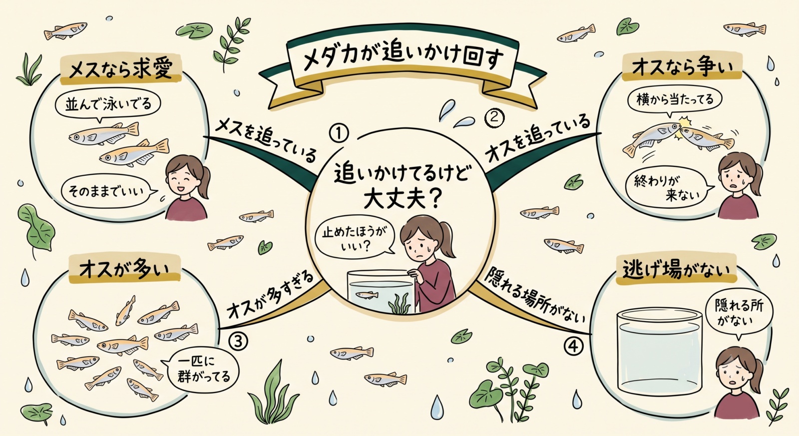 メダカが追いかけ回すのはなぜかのグラレコ(グラフィックレコーディング)。メスなら求愛、オスなら争い。オスが多い、逃げ場がないという原因もある
