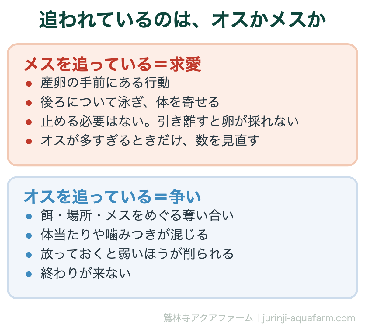 メダカが追いかけ回すとき、追われているのがメスなら求愛で止める必要はなく、オスなら争いで放っておくと弱いほうが削られる