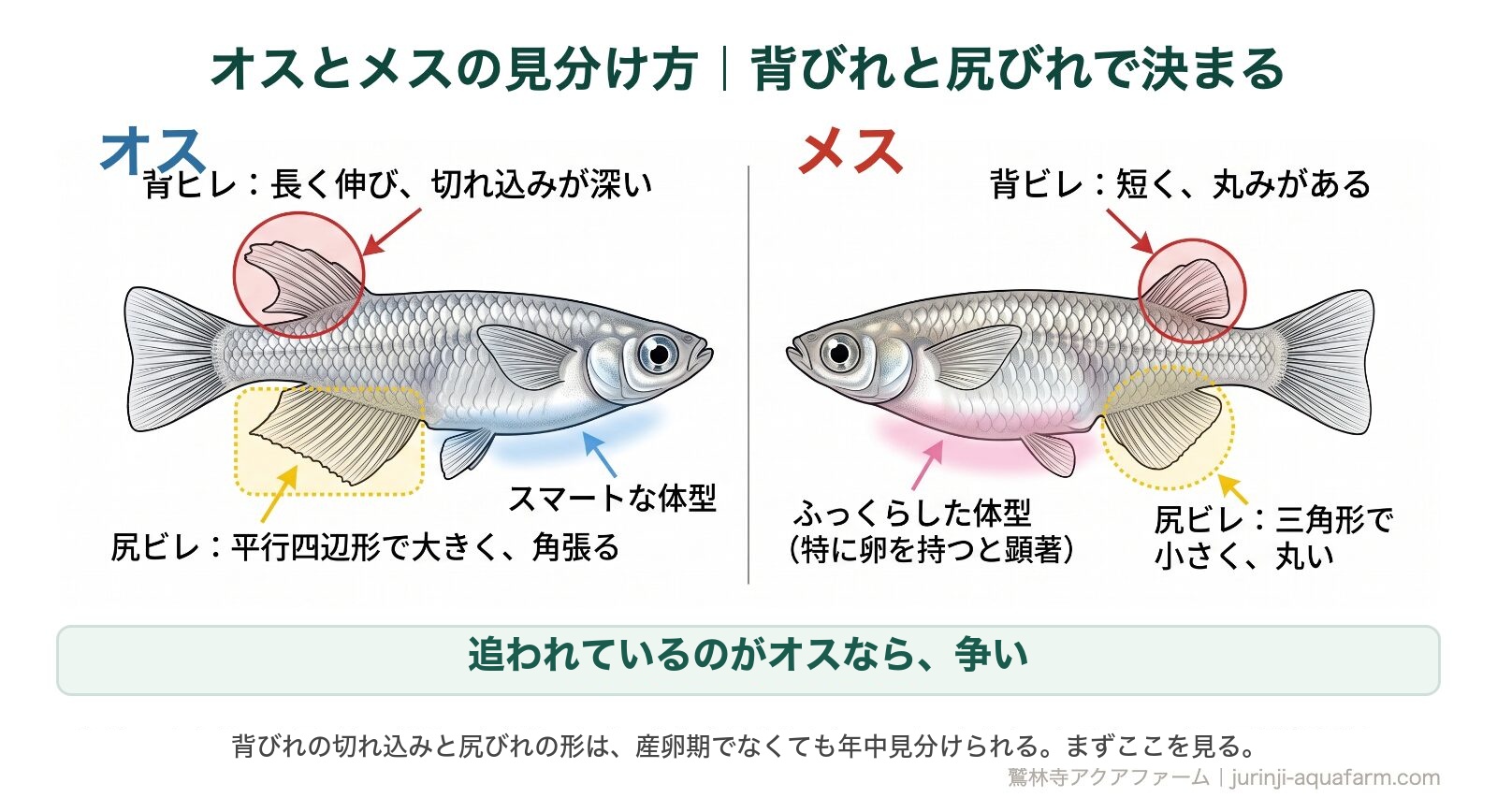 メダカのオスとメスの見分け方。オスは背びれが長く伸びて切れ込みが深く、尻びれが大きな平行四辺形で角張る。メスは背びれが短く丸みがあり、尻びれは小さな三角形。追われているのがオスなら争い