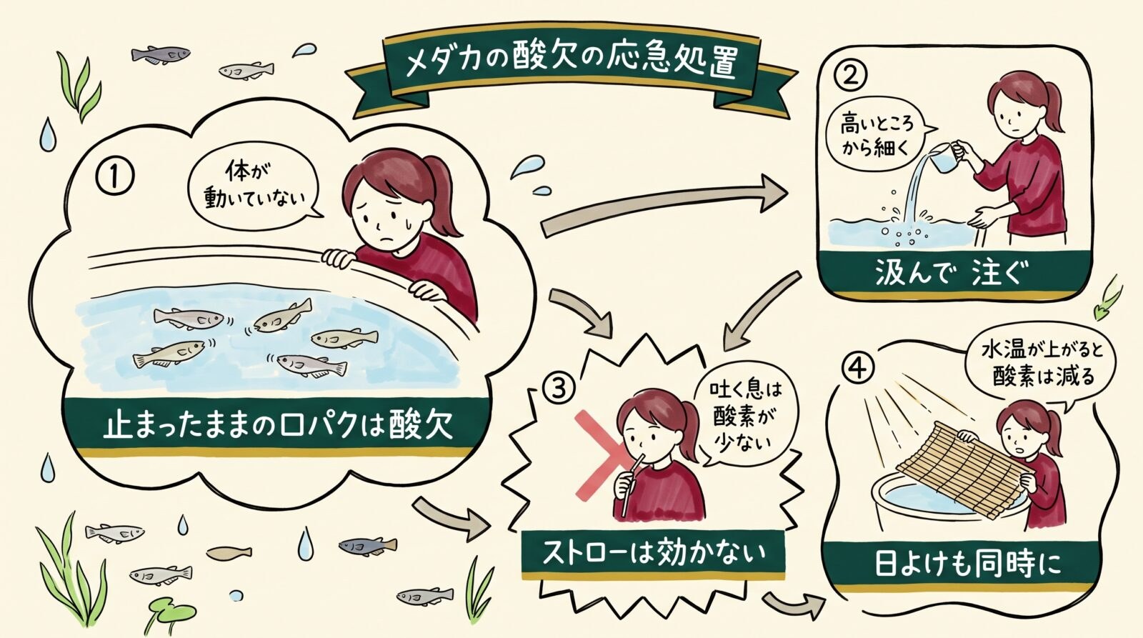 メダカの酸欠の応急処置のグラレコ（グラフィックレコーディング）。止まったままの口パクは酸欠、コップで汲んで高いところから細く注ぐ、ストローは吐く息の酸素が少ないので効かない、水温が上がると酸素は減るので日よけも同時に