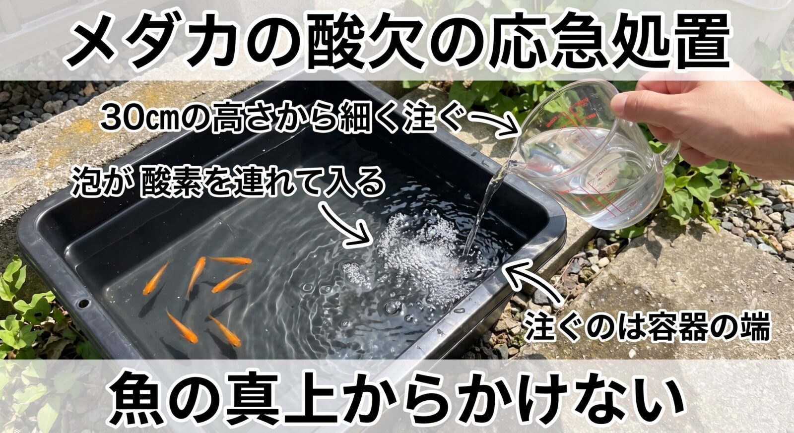 メダカの酸欠の応急処置の図解。コップで汲んだ水を30cmの高さから細く容器の端に注ぎ戻すと、泡が酸素を連れて入る。魚の真上からはかけない