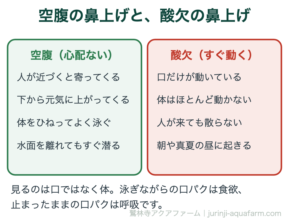 メダカの空腹と酸欠の見分け方の図解。空腹は下から元気に上がってきてよく泳ぐ。酸欠は口だけが動いて体はほとんど動かず、人が来ても散らない