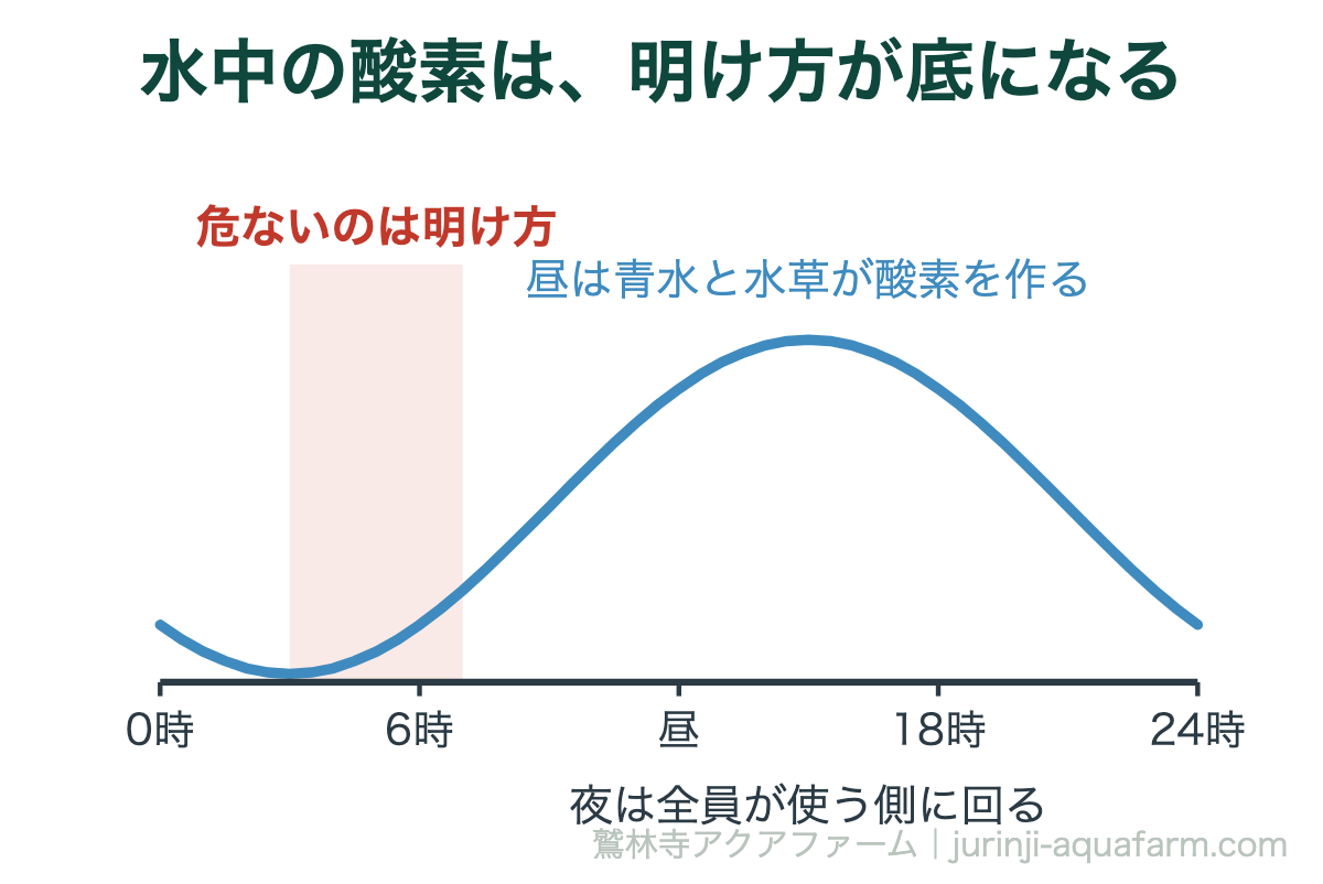 1日の水中の酸素の動きの図解。昼は青水（グリーンウォーター）と水草が酸素を作り、夜は全員が使う側に回るため、明け方がいちばん薄くなる。朝の鼻上げは夜間の酸素不足のサイン
