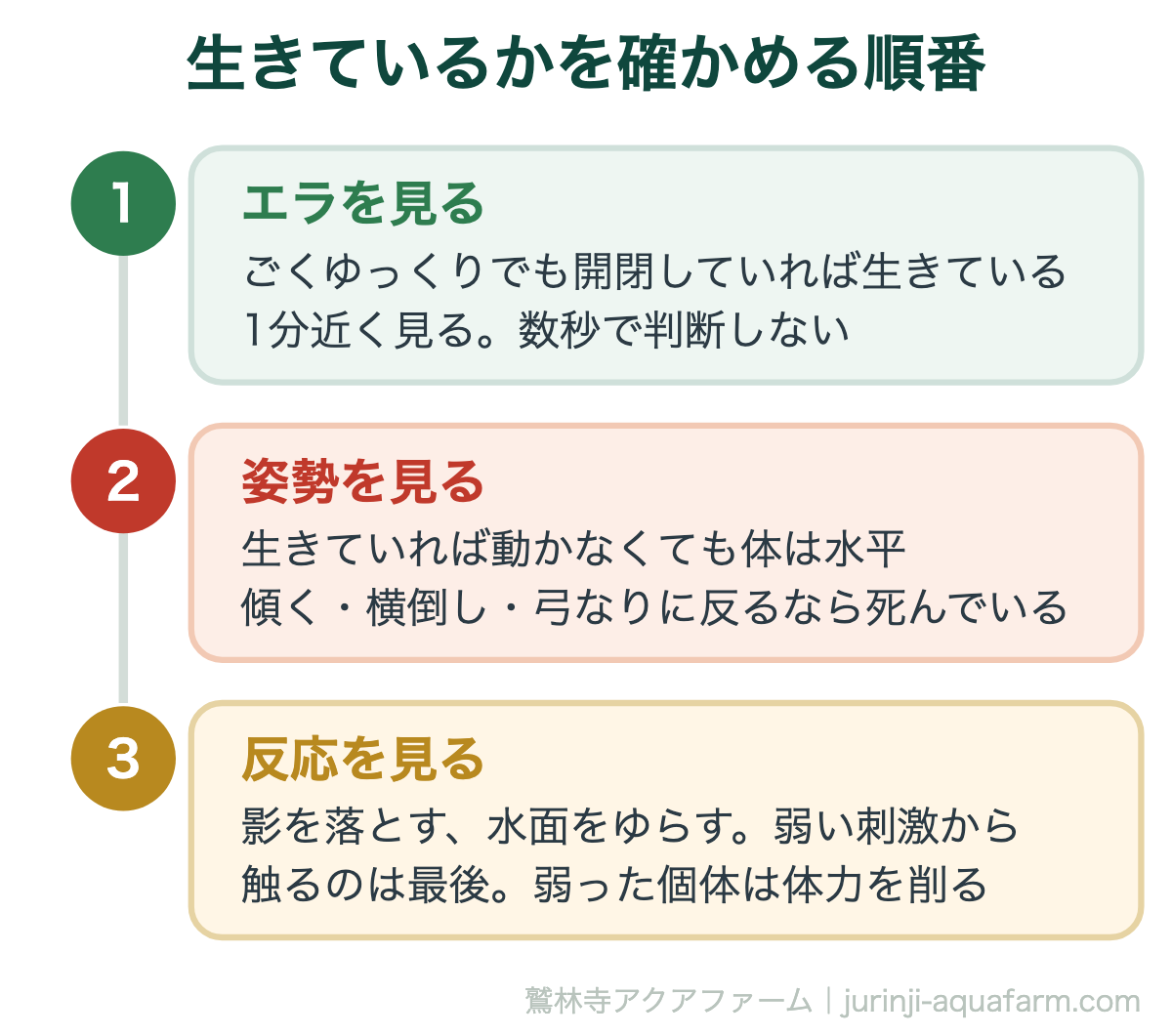 メダカが生きているか死んでいるかを確かめる順番。まずエラがごくゆっくりでも開閉しているか、次に体が水平かどうか、最後に影や水流への反応を見る。触るのは最後