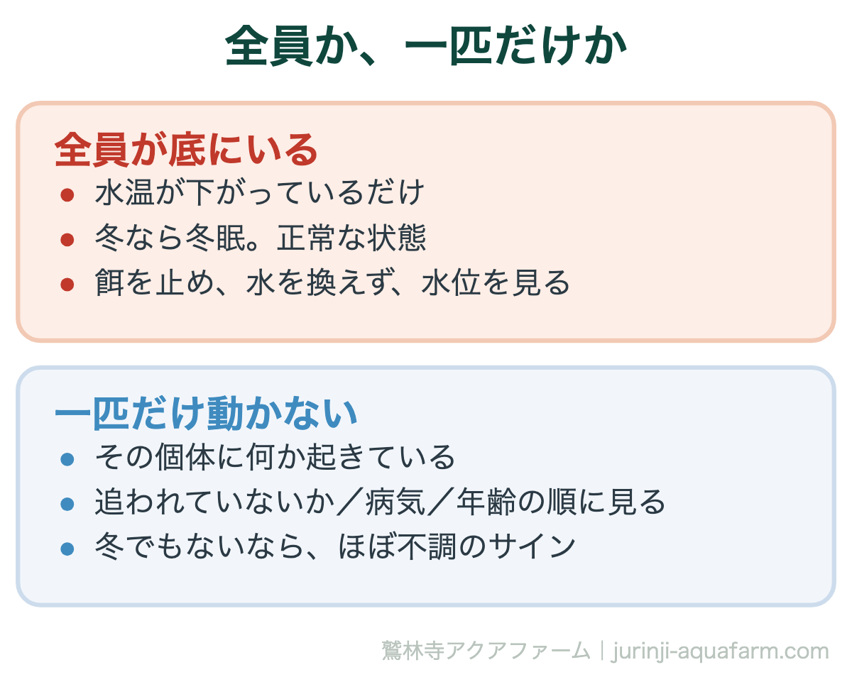 メダカが底で動かないとき、全員が底にいるなら水温の影響で正常、一匹だけ動かないならその個体の不調を疑う