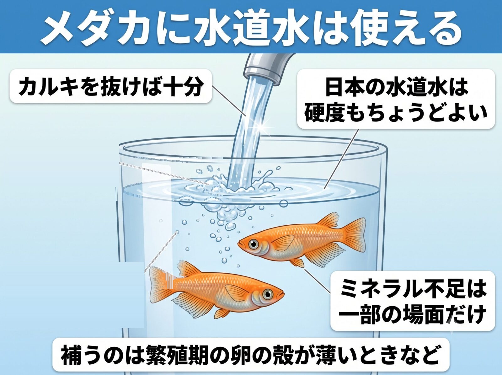 メダカに水道水は使えるかの図解。カルキを抜けば十分で、日本の水道水は硬度もちょうどよい。ミネラル補充は一部の場面だけ