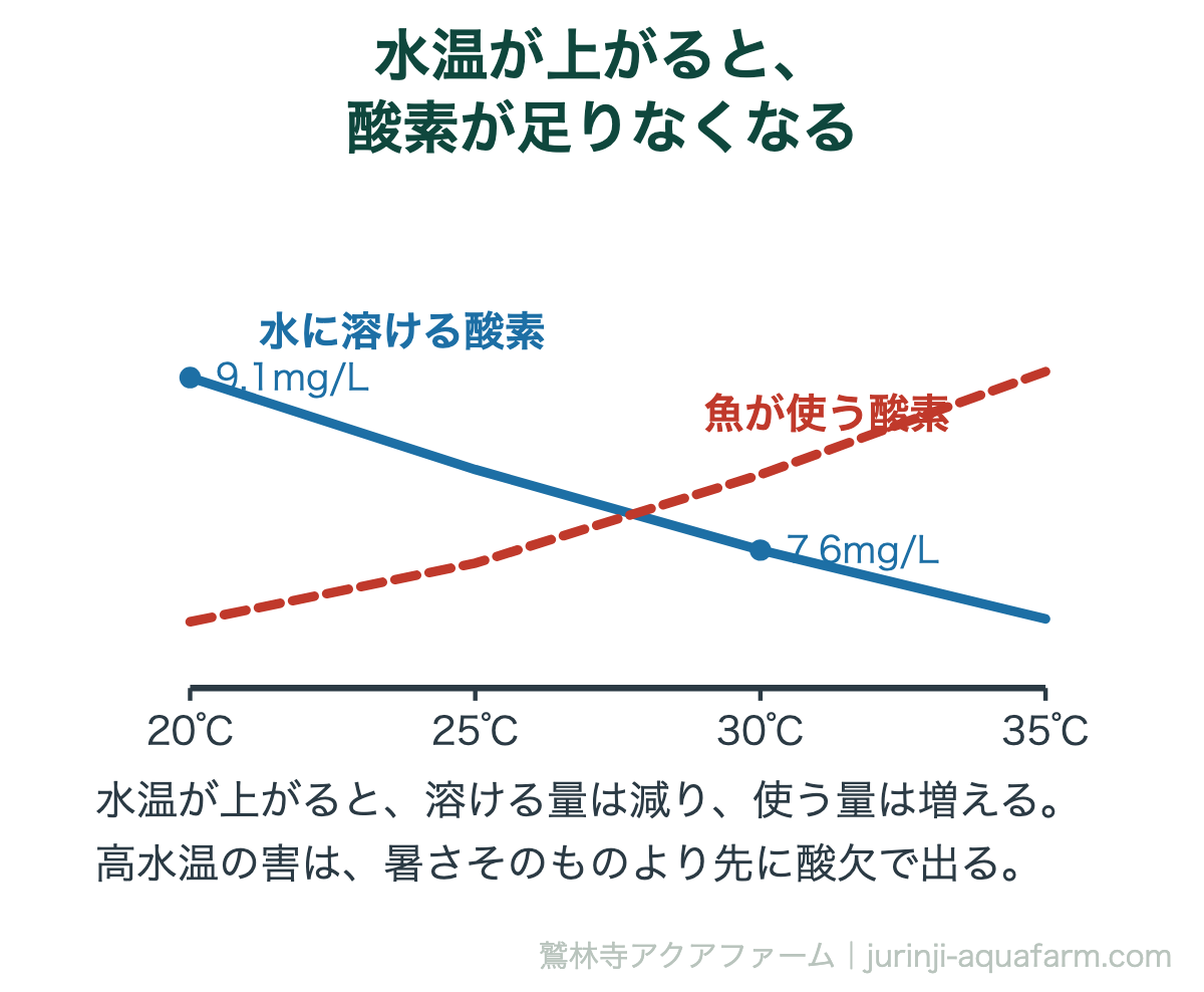 水温と酸素の関係の図解。水に溶ける酸素は20℃で9.1mg/L、30℃で7.6mg/Lと減っていき、魚が使う酸素は水温が上がるほど増える。高水温の害は先に酸欠として出る