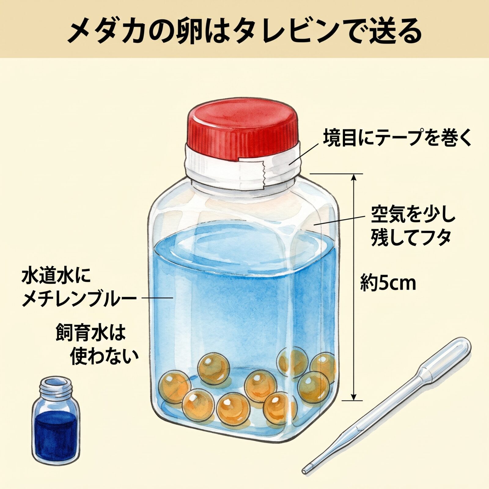 メダカの卵はタレビンで送る図鑑ふうイラスト。高さ5センチほどのタレビンに、水道水にメチレンブルーを溶かした青い水を入れ、底に飴色の卵が沈んでいる。飼育水は使わない。空気を少し残してフタを閉め、境目にテープを巻く。そばにスポイトとメチレンブルーの瓶