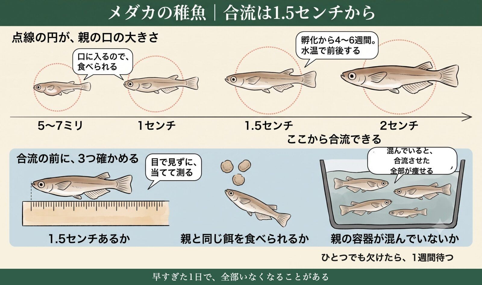 メダカの稚魚を親と合流させる目安は1.5センチ。親の口は約1センチ
