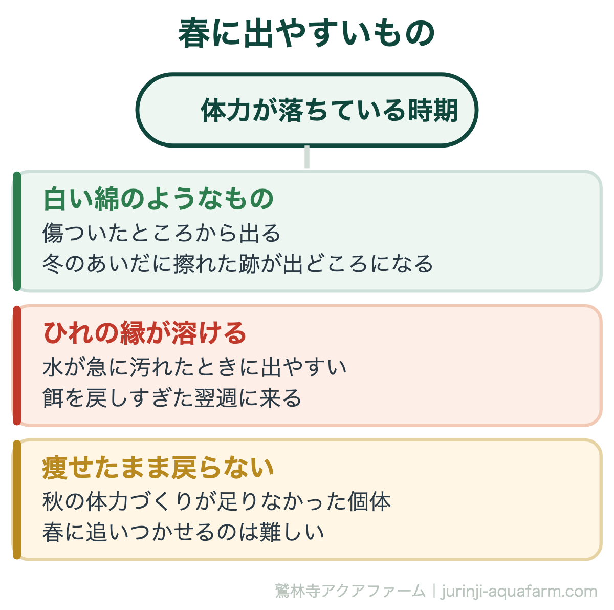 メダカの春に出やすい不調。水カビ、ひれが溶ける、痩せたまま戻らない
