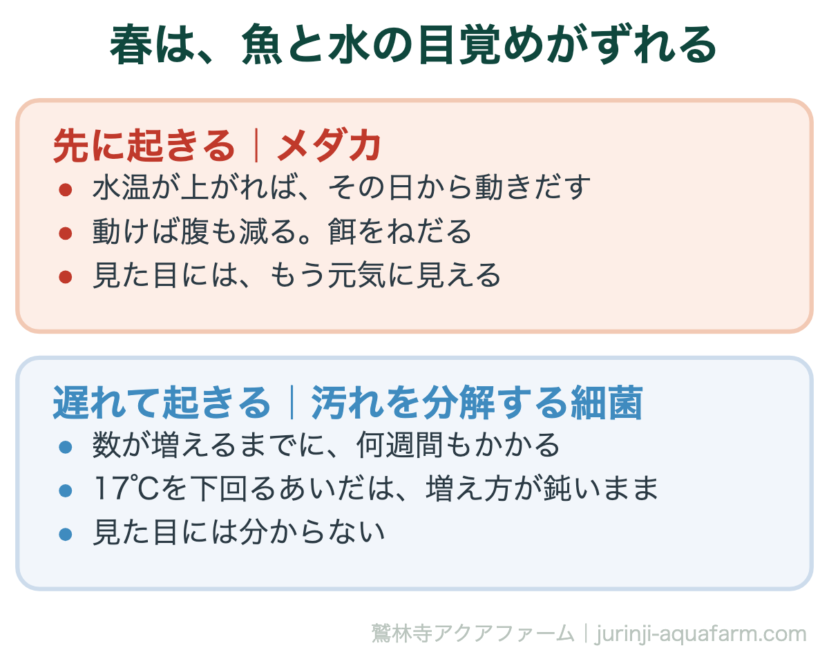 メダカの冬眠明け。魚は水温が上がればその日から動くが、汚れを分解する細菌は遅れて増える
