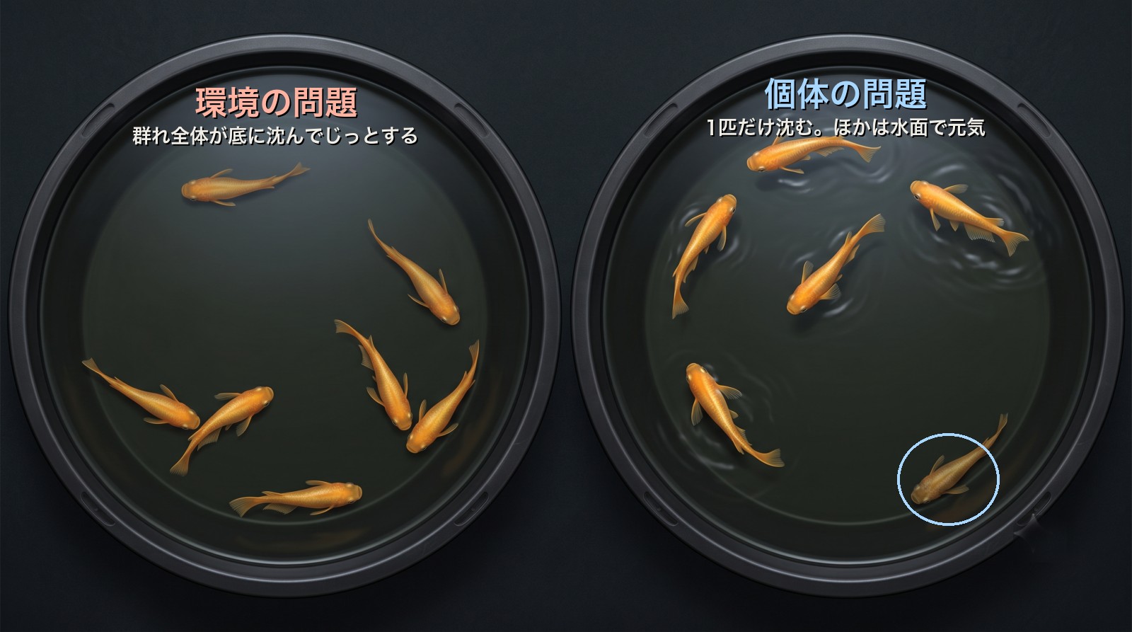 メダカが次々死ぬ原因の見分け方比較イラスト。上から見た容器2つで、左は環境の問題で群れ全体が底に沈んでじっとしている。右は個体の問題で1匹だけが底に沈み、ほかの5匹は水面で元気に泳ぐ