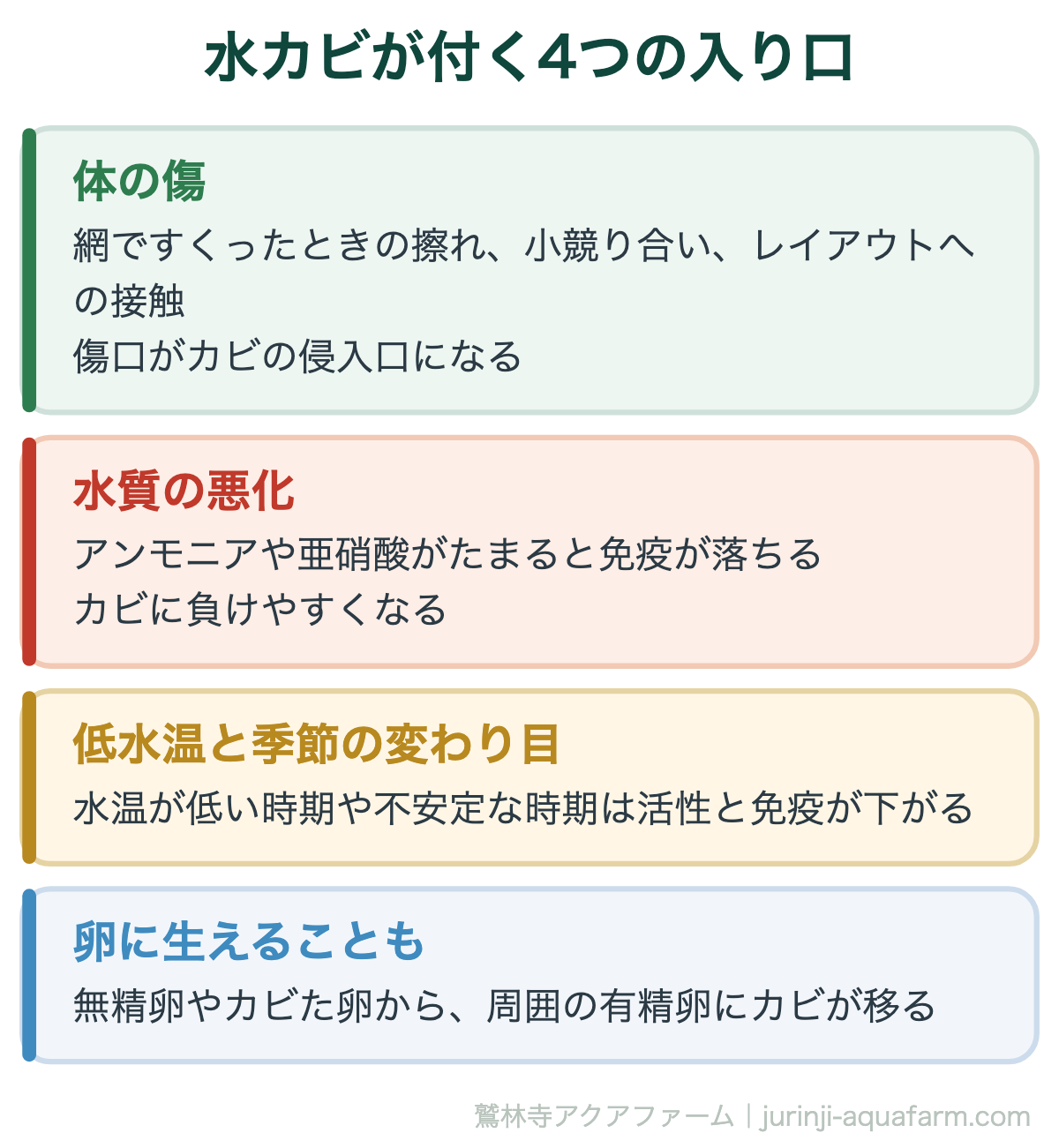 メダカに水カビが付く4つの入り口。網ですくった擦れなどの体の傷、アンモニアや亜硝酸による水質の悪化、低水温と季節の変わり目、無精卵から周囲の卵に移るケース