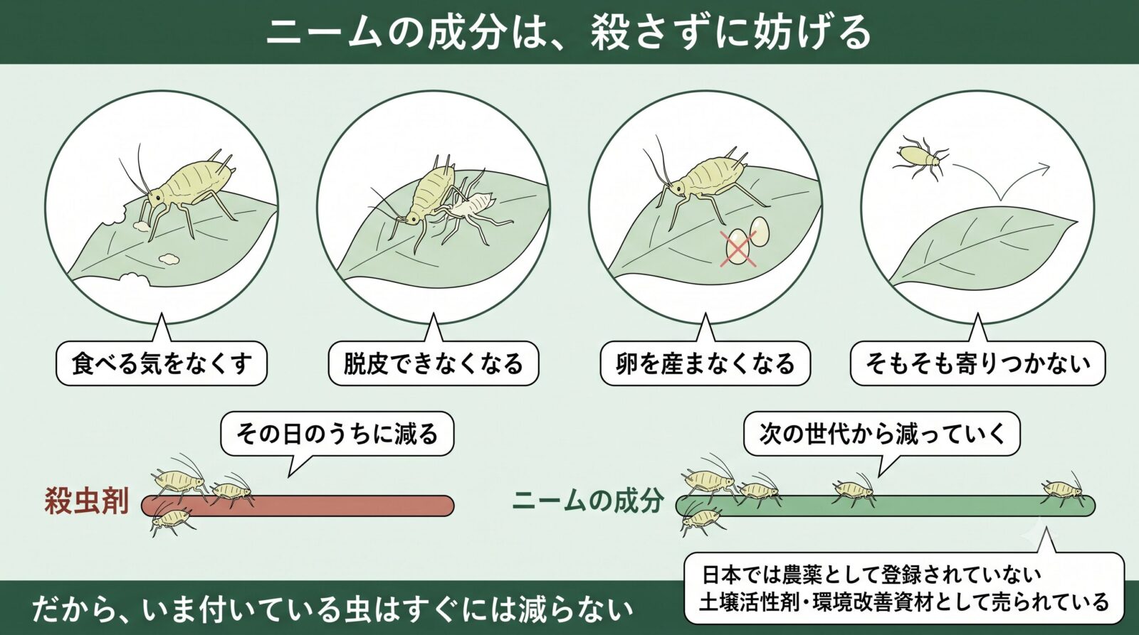 ニームの成分の働き。殺虫剤は当日に減るが、ニームは食べる気・脱皮・産卵を妨げるので次の世代から減る