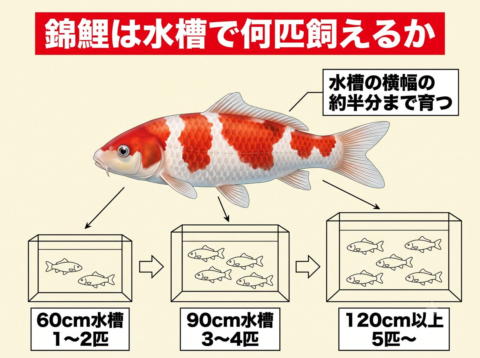錦鯉は水槽で何匹飼えるかの図解。60センチ水槽で1〜2匹、90センチで3〜4匹、120センチ以上で5匹から