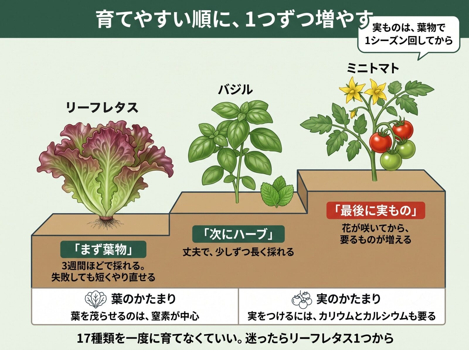 アクアポニックスで育てやすい順番。葉物のリーフレタス、ハーブのバジル、実もののミニトマト