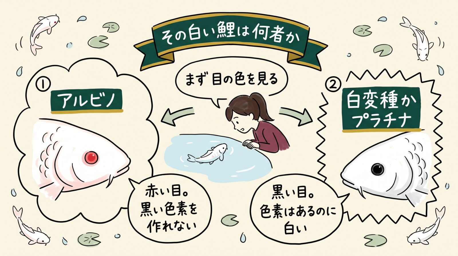 白い鯉の正体のグラレコ（グラフィックレコーディング）。まず目の色を見る。赤い目なら黒い色素を作れないアルビノ。黒い目なら色素はあるのに白い、白変種かプラチナ