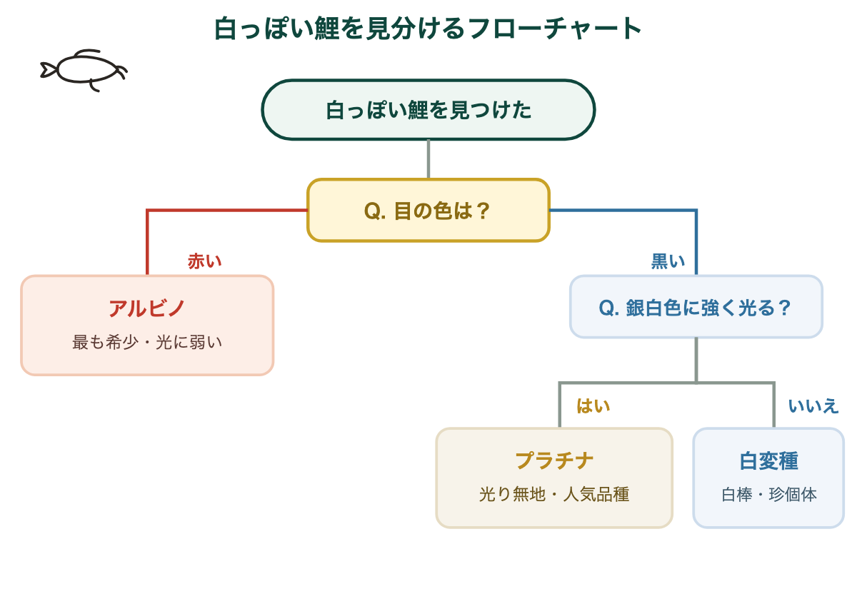 白い鯉は珍しい｜白っぽい鯉を見分けるフローチャート