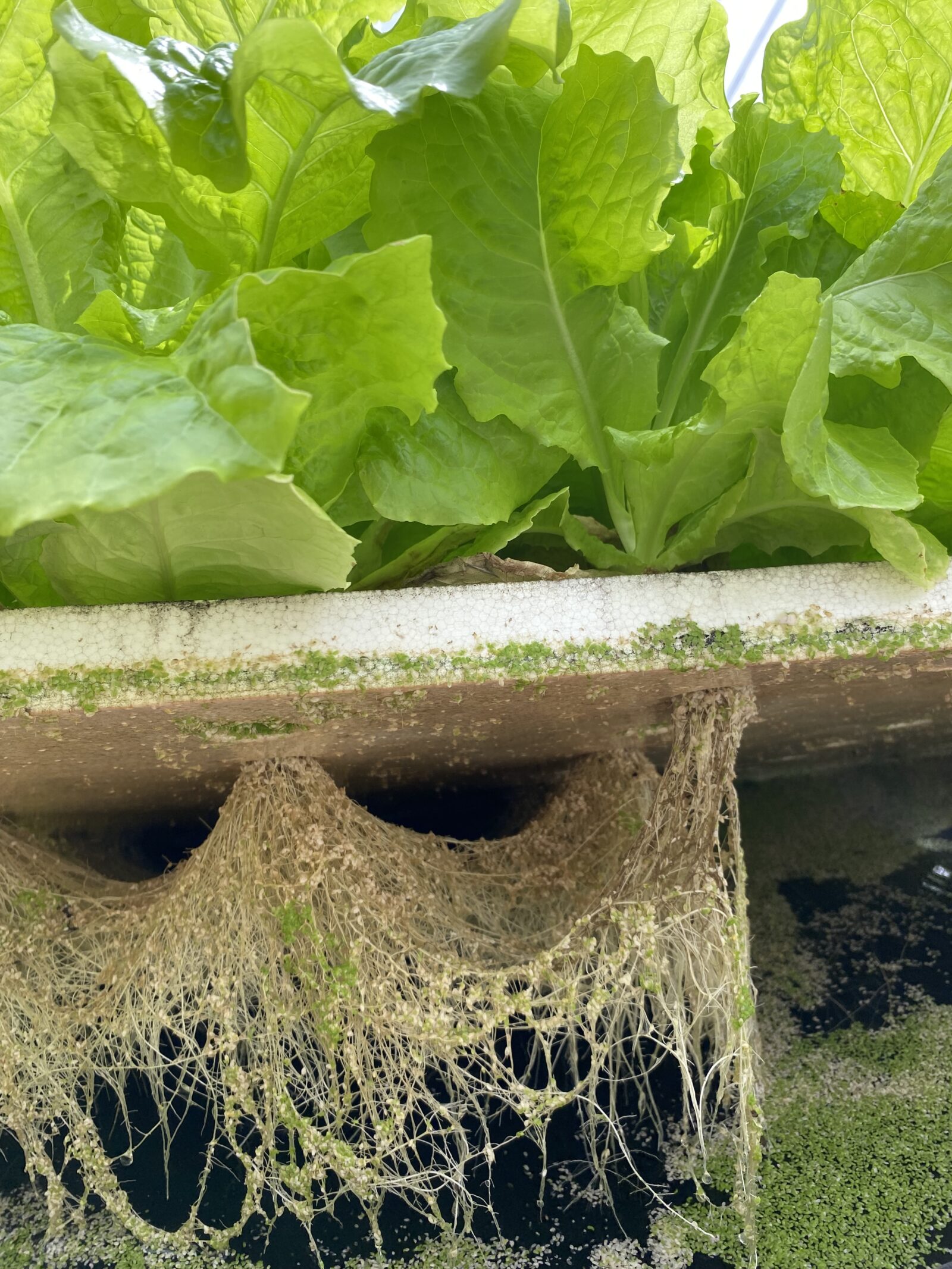 栽培槽の底から水面へ伸びるレタスの根。細菌がすみつくのは、この根と培地の表面