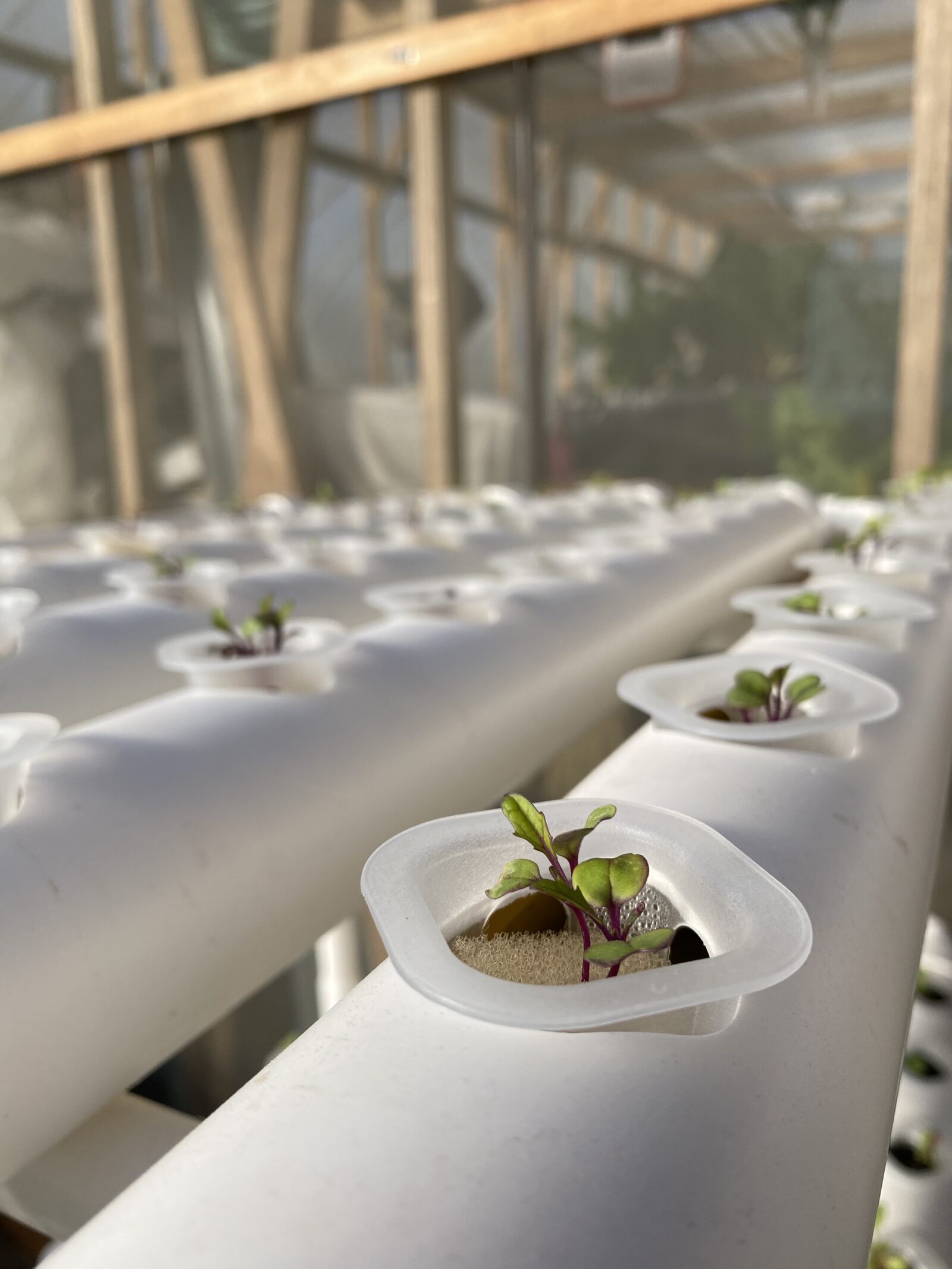 白いパイプに等間隔で植えた苗。薄い水を流すNFTの実際の様子