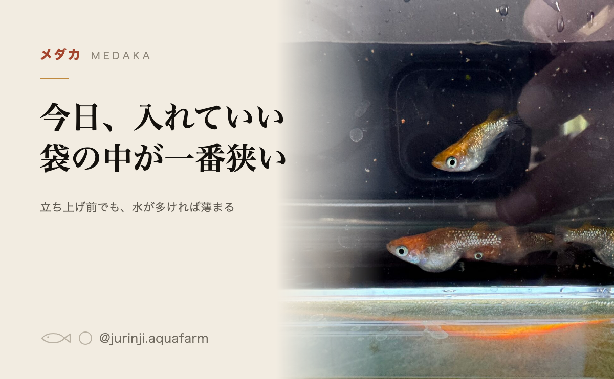 水槽の立ち上げは即日できるかを解説する記事のアイキャッチ。「今日、入れていい／袋の中が一番狭い」の見出しと、透明な容器の中のメダカ数匹