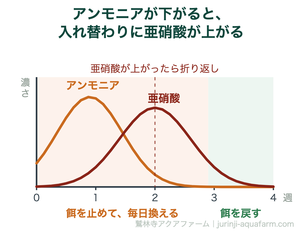 立ち上げ中の水質の推移の図解。アンモニアが先に上がって下がり、入れ替わるように亜硝酸が上がる。亜硝酸が上がったら折り返しで、両方出なくなったら立ち上がり完了