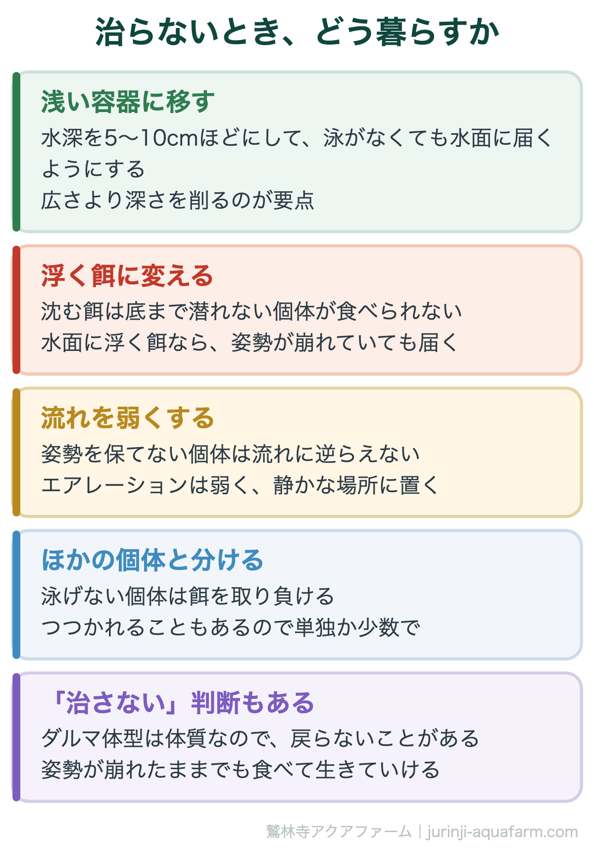 メダカの転覆病｜治らないとき、どう暮らすか。転覆したまま数年生きる個体もいる。治すより、暮らせるようにするほうが現実的