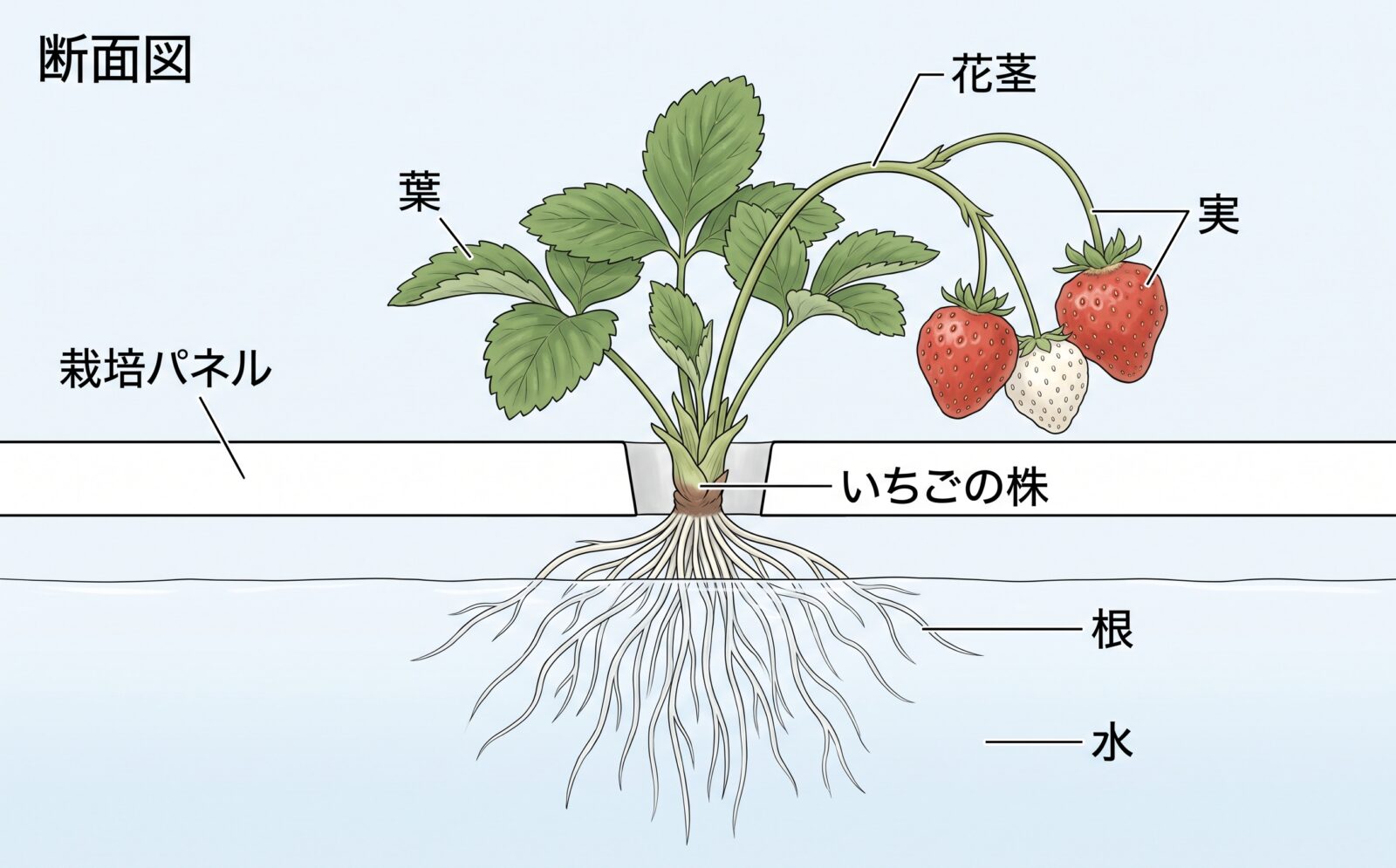 いちごの栽培パネルの断面図。パネルの穴から育った株の根が水中に広がり、花茎の先に赤い実が2つと白い実が1つ下がっている