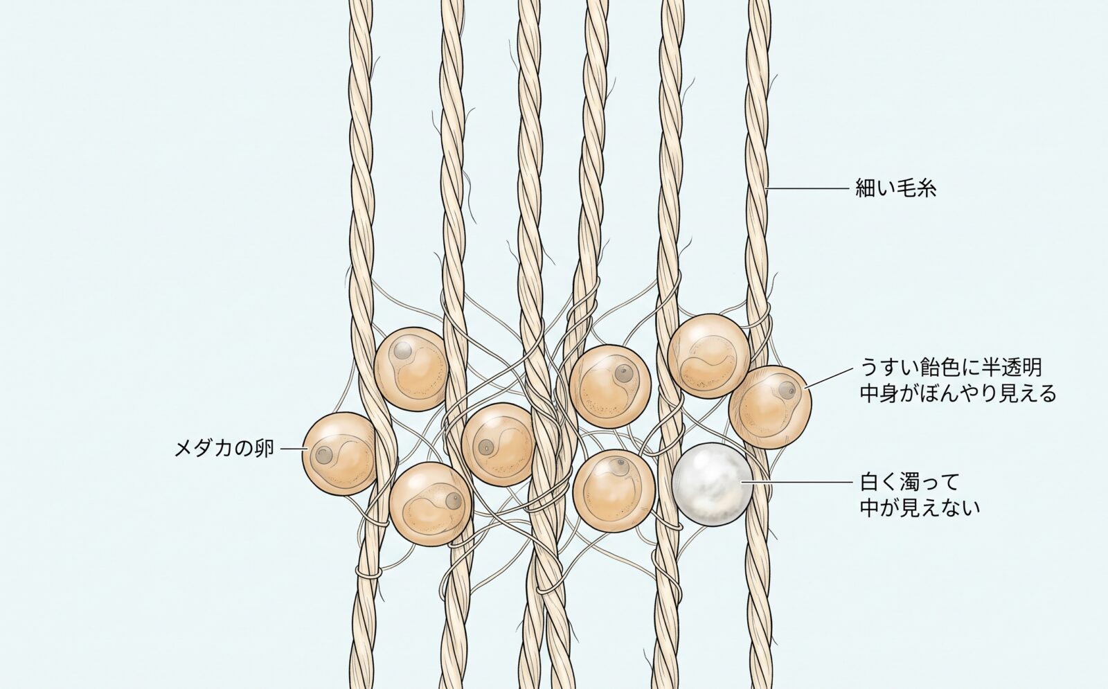 メダカの卵が付着糸で毛糸の産卵床に巻きついている図。うすい飴色に半透明で中身がぼんやり見える卵が8粒と、白く濁って中が見えない卵が1粒