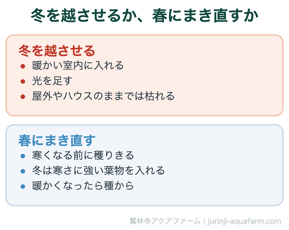 バジルを冬に越させるか春にまき直すかの比較図。冬を越させるなら暖かい室内に入れて光を足す必要があり、屋外やハウスのままでは枯れる。春にまき直すなら寒くなる前に穫りきり、冬は寒さに強い葉物を入れ、暖かくなったら種からまく