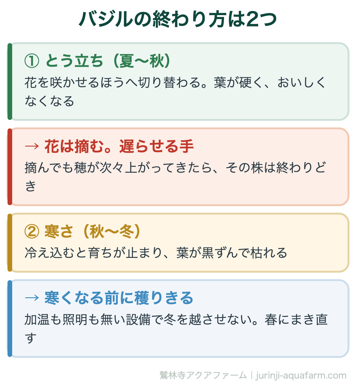 バジルの終わり方2つの図。1とう立ちは夏から秋で、花を咲かせるほうへ切り替わり葉が硬くおいしくなくなる。花は摘むが遅らせる手で、穂が次々上がってきたら終わりどき。2寒さは秋から冬で、冷え込むと育ちが止まり葉が黒ずんで枯れる。寒くなる前に穫りきり、春にまき直す