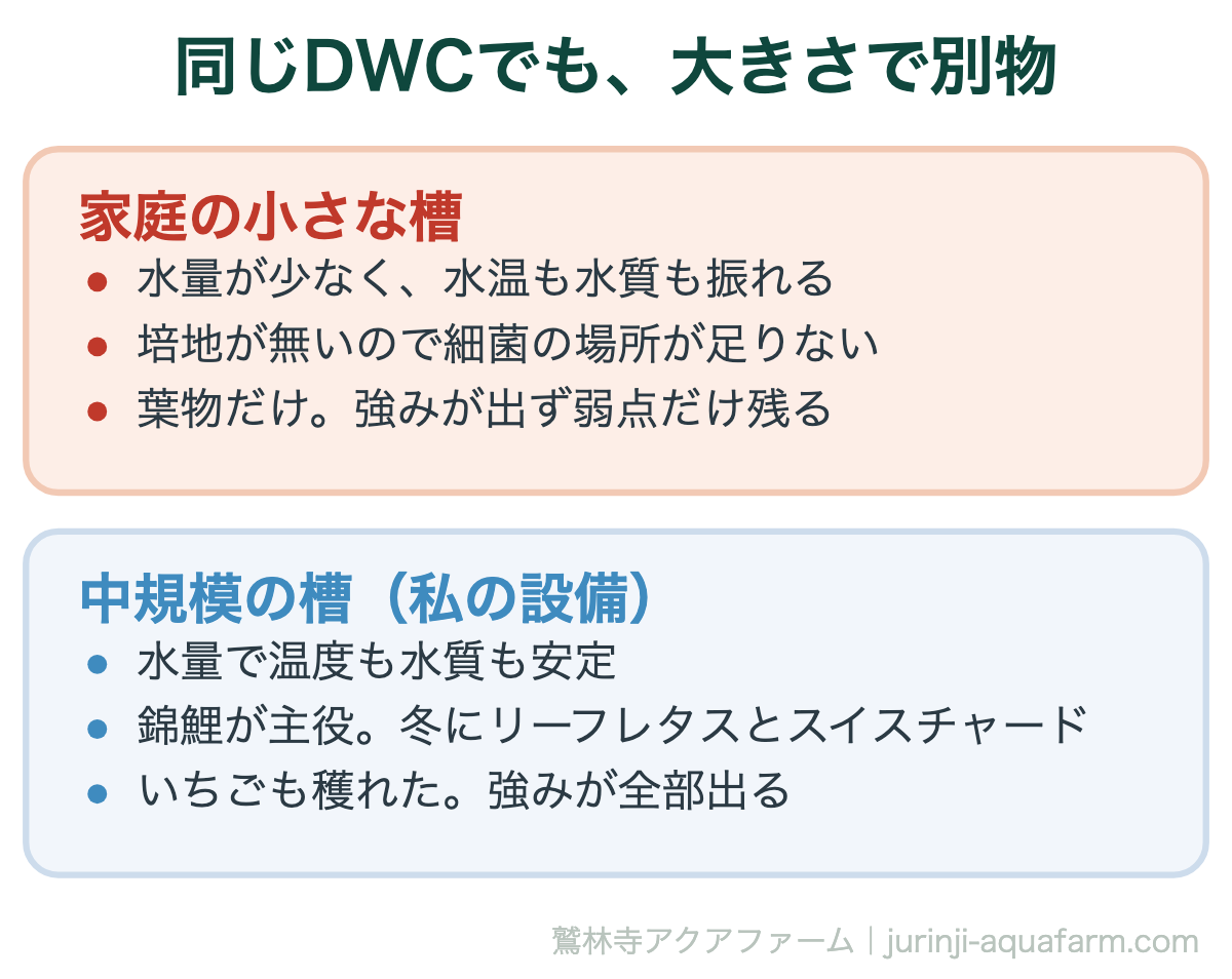 アクアポニックスのDWCを家庭の小さな槽と中規模の槽で比べた図。小さな槽は水量が少なく水温も水質も振れ、培地が無いので細菌の場所が足りず葉物だけになる。中規模の槽は水量で安定し、私の設備では錦鯉が主役で冬にリーフレタスとスイスチャード、いちごも穫れた
