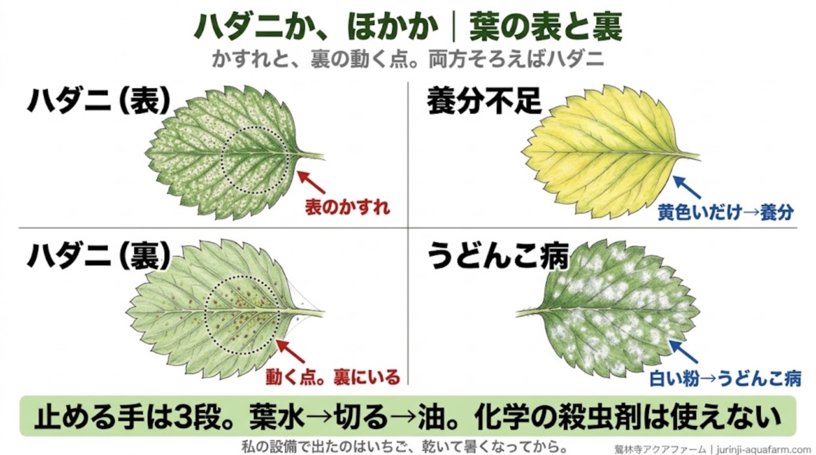 ハダニの見分けの図。葉の表のかすれと、裏の動く点がハダニ。黄色いだけなら養分不足、白い粉ならうどんこ病