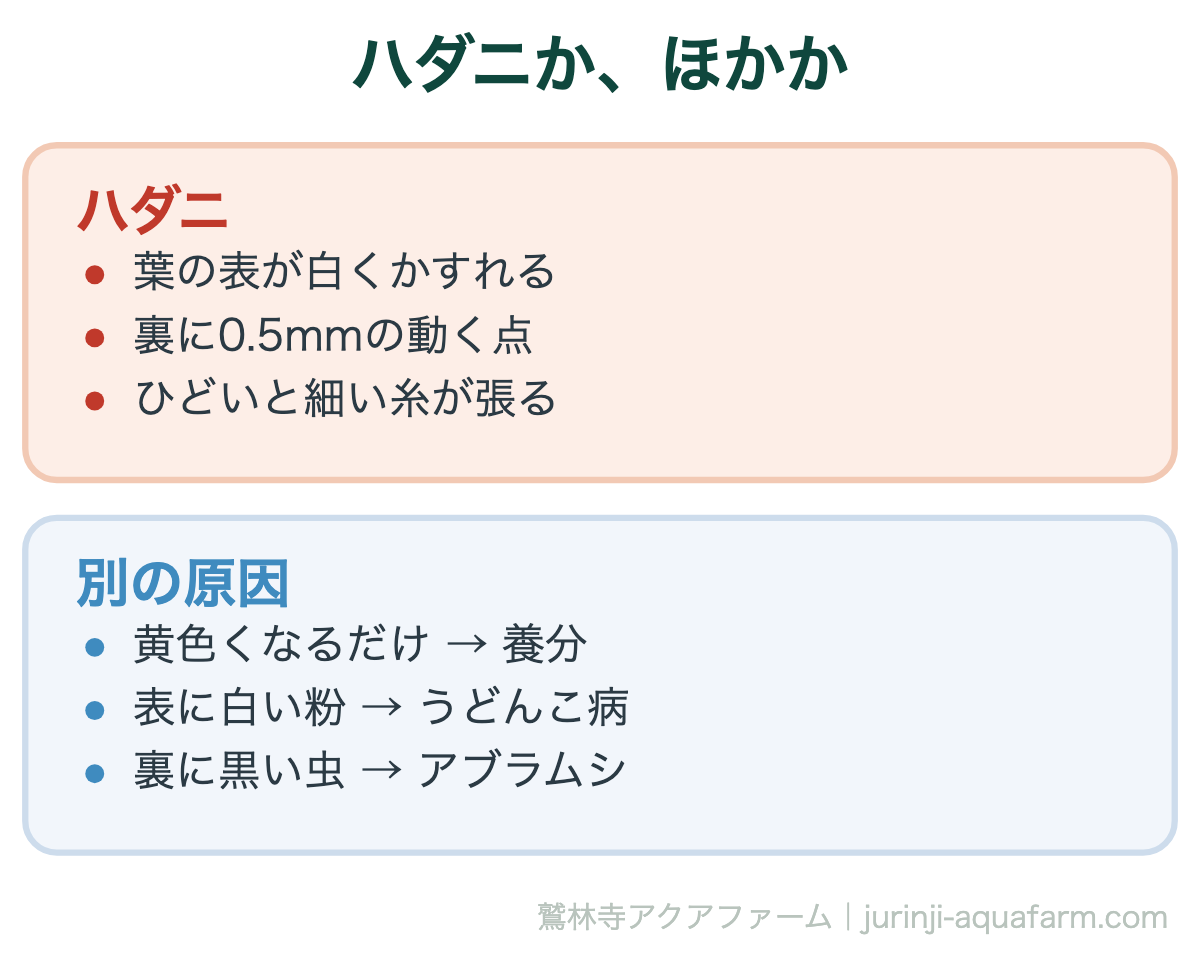 ハダニと別の原因の見分けの図。ハダニは葉の表が白くかすれ、裏に0.5mmの動く点がいて、ひどいと糸が張る。黄色くなるだけなら養分、表に白い粉ならうどんこ病、裏に黒い虫ならアブラムシ