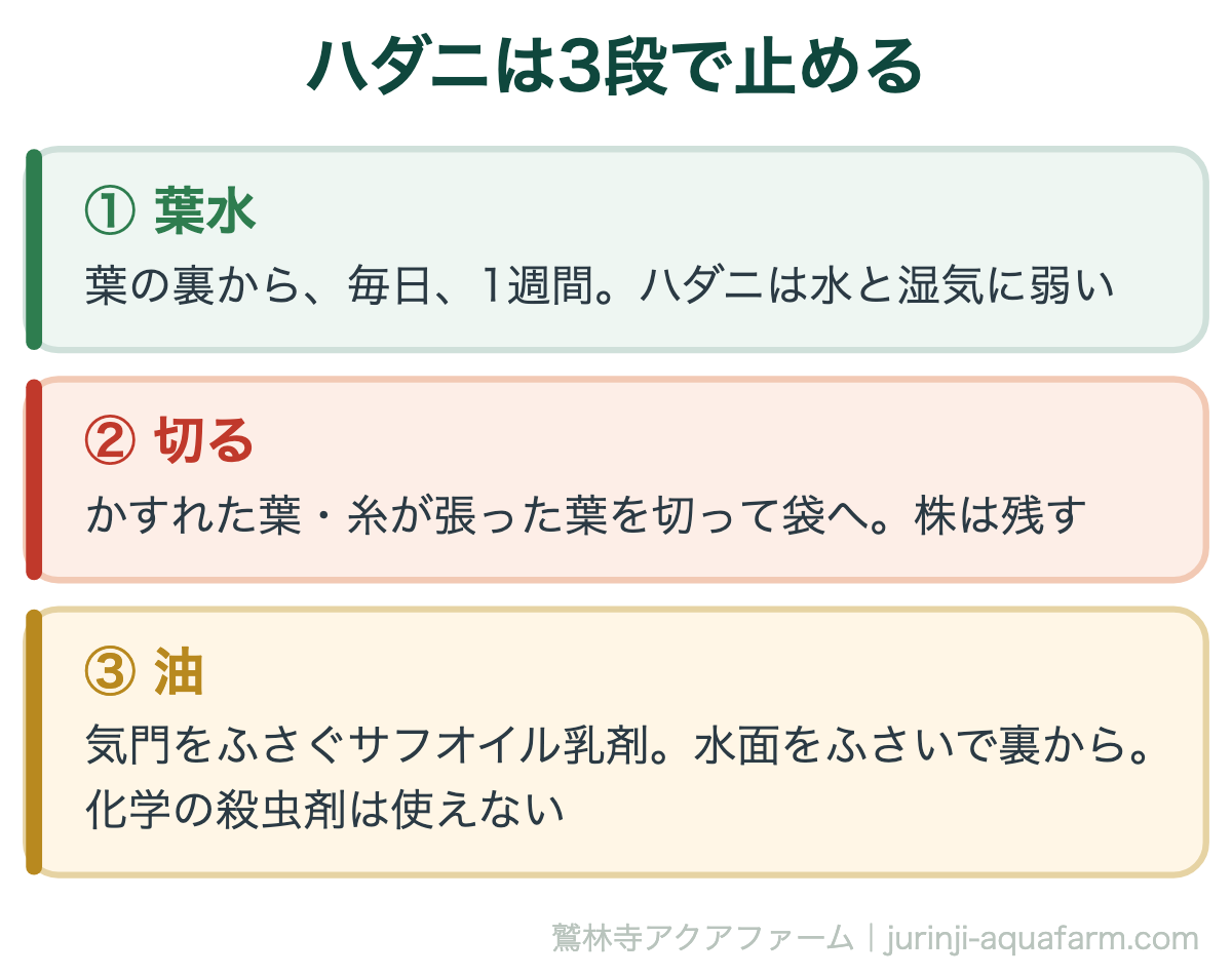 アクアポニックスのハダニを止める3段の図。葉の裏から毎日1週間の葉水、かすれた葉や糸が張った葉を切る、それでも残るなら気門をふさぐサフオイル乳剤を水面をふさいで裏から。化学の殺虫剤は使えない