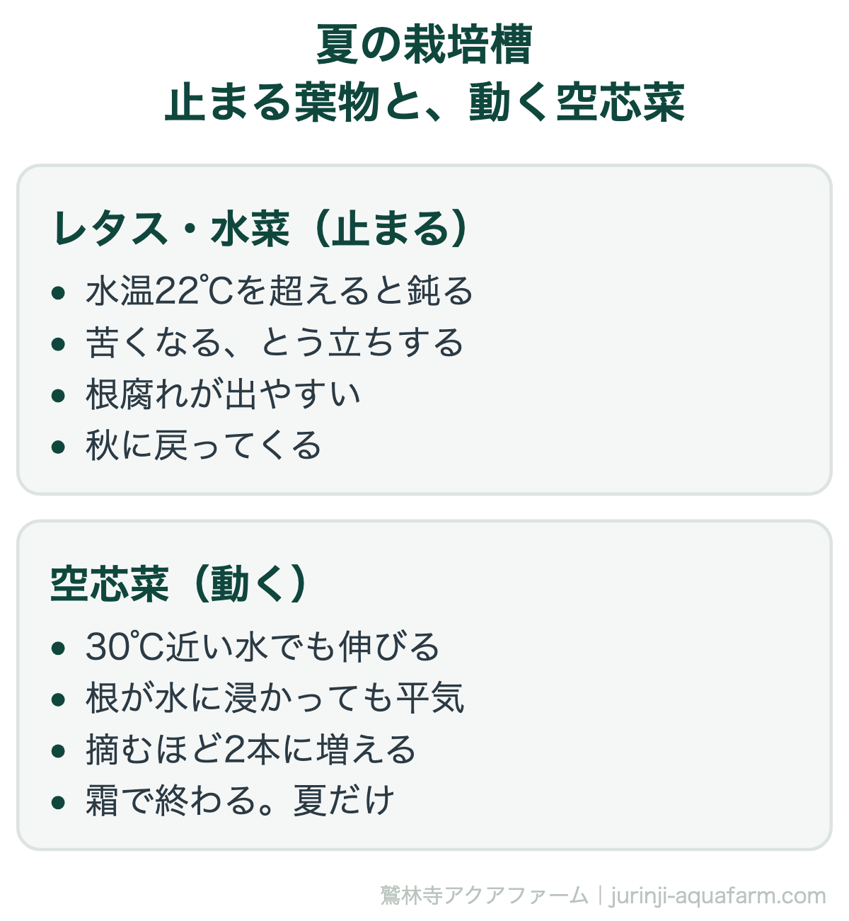 アクアポニックスの夏の栽培槽で止まる葉物と動く空芯菜の比較図。レタスや水菜は水温22℃を超えると鈍り、苦くなりとう立ちし、根腐れが出やすく、秋に戻ってくる。空芯菜は30℃近い水でも伸び、根が水に浸かっても平気で、摘むほど2本に増え、霜で終わる夏だけの作物