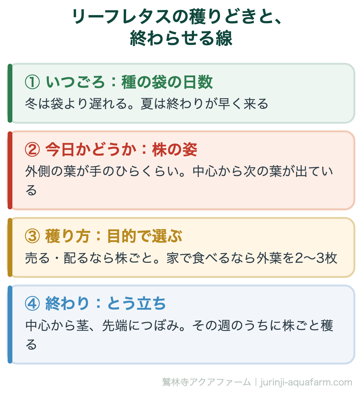 リーフレタスの穫りどきと終わらせる線の図。1いつごろは種の袋の日数で決め、冬は遅れ夏は終わりが早い。2今日かどうかは外側の葉が手のひらくらいで中心から次の葉が出ているか。3売るなら株ごと、家で食べるなら外葉を2〜3枚。4中心から茎が立ち先端につぼみがあればその週のうちに株ごと穫る