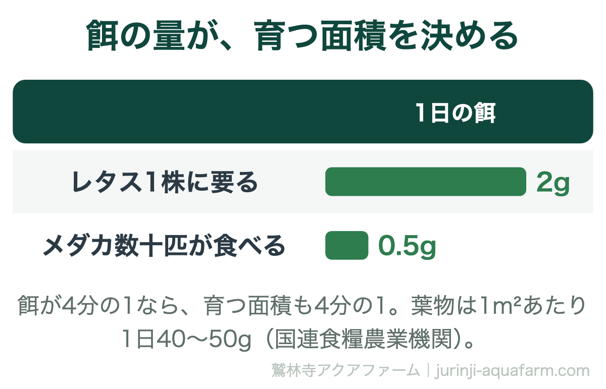 餌の量が育つ面積を決める図。レタス1株に要る餌は1日約2gだが、メダカ数十匹が食べるのは1日0.5gで4分の1。餌が4分の1なら育つ面積も4分の1