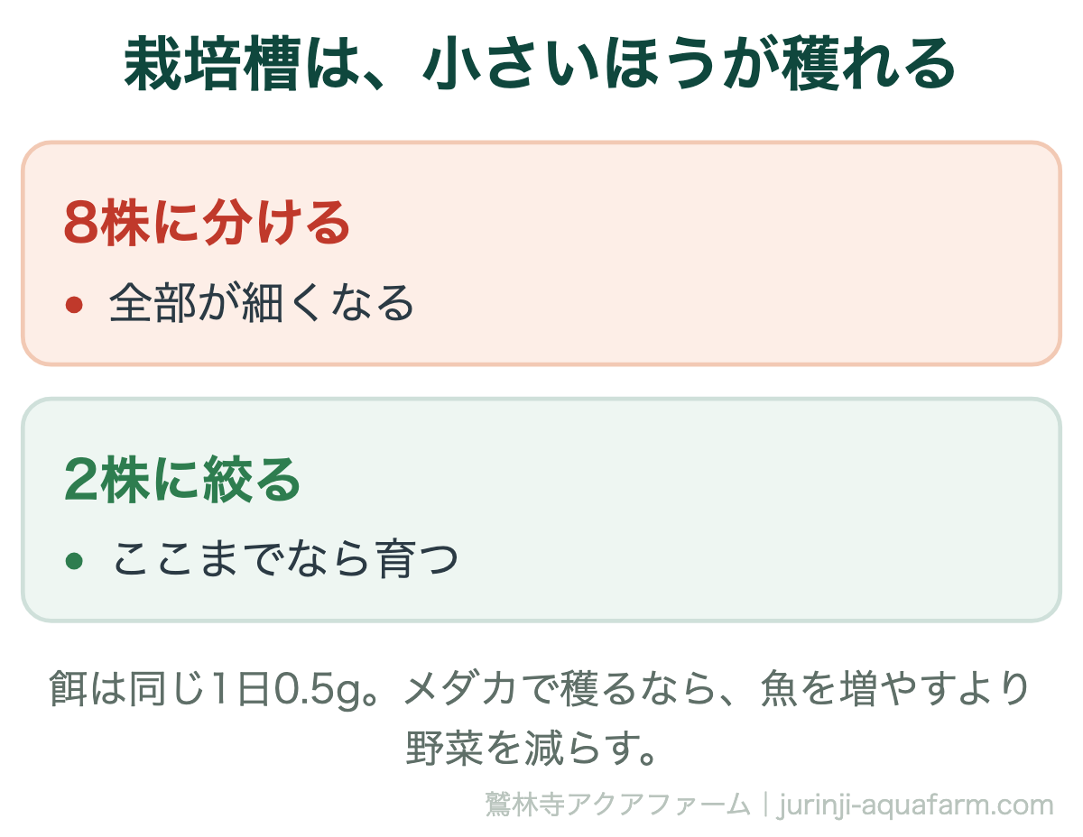 メダカのアクアポニックスで栽培槽の大きさを比べた図。同じ1日0.5gの餌を8株に分けると全部が細くなり、2株に絞ればその2株は育つ。魚を増やすより野菜を減らす
