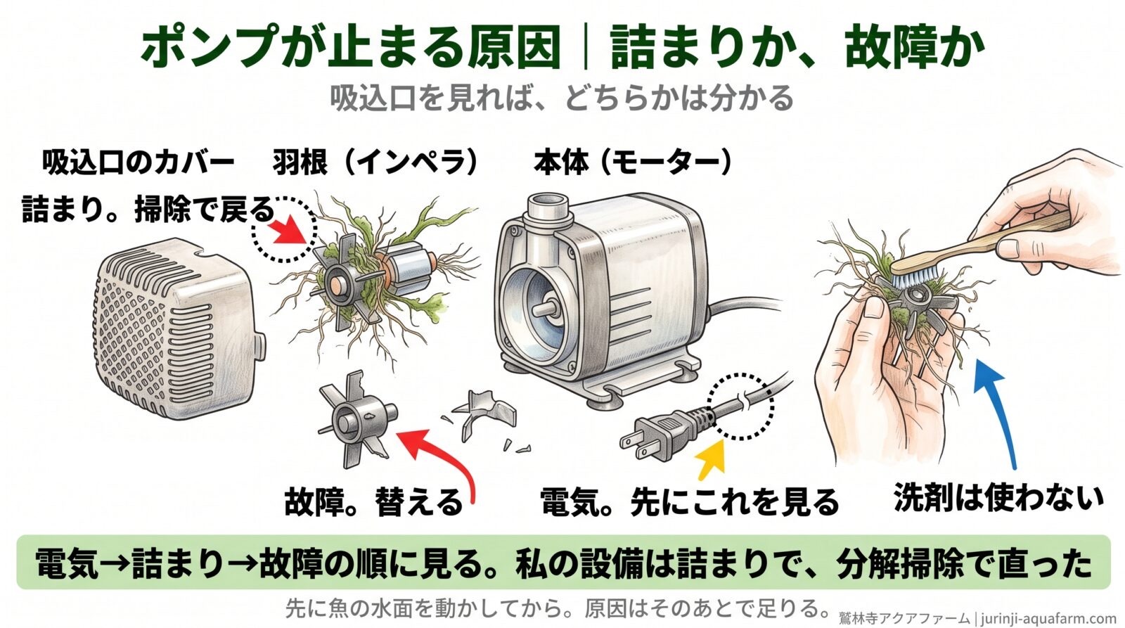 ポンプが止まる原因の分解図。吸込口のカバー、羽根（インペラ）、本体（モーター）を並べ、羽根に根と藻が絡んでいれば詰まりで掃除で戻る。羽根が欠けていれば故障で替える。プラグは電気で先に見る。歯ブラシで取り、洗剤は使わない