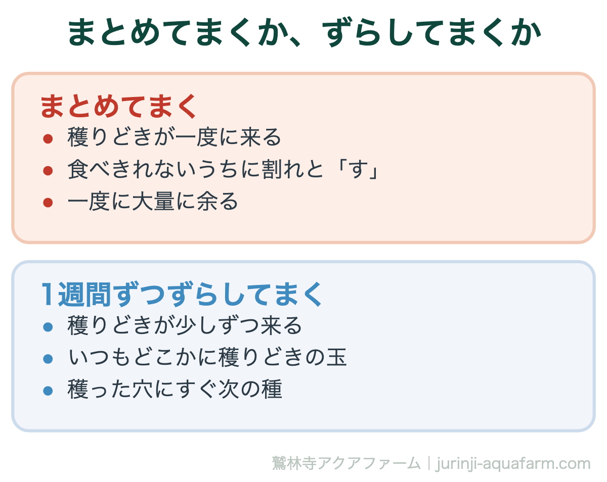 ラディッシュをまとめてまくか、ずらしてまくかの比較図。まとめてまくと穫りどきが一度に来て、食べきれないうちに割れと「す」が始まり一度に余る。1週間ずつずらしてまくと穫りどきが少しずつ来て、いつもどこかに穫りどきの玉があり、穫った穴にすぐ次の種をまける