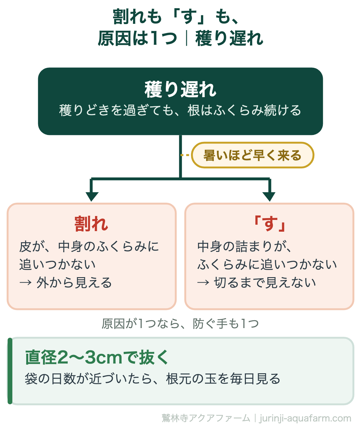 ラディッシュの割れと「す」の原因の図。原因は穫り遅れの1つで、穫りどきを過ぎても根がふくらみ続けるため、皮が追いつかないと割れ、中身の詰まりが追いつかないと「す」が入る。暑いほど早く来る。防ぐ手は直径2〜3cmで抜くこと