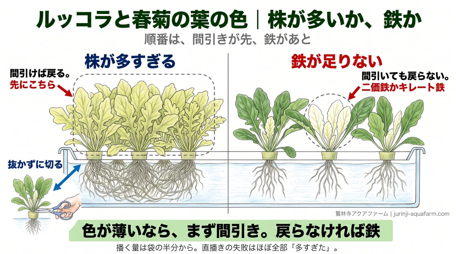 ルッコラと春菊の葉の色が薄いときの比較図。株が多すぎると直播きで込み合い全体が薄く、間引けば戻る。鉄が足りないと間引いても新しい葉だけ白っぽく黄色く、二価鉄かキレート鉄を足す。抜かずに切る