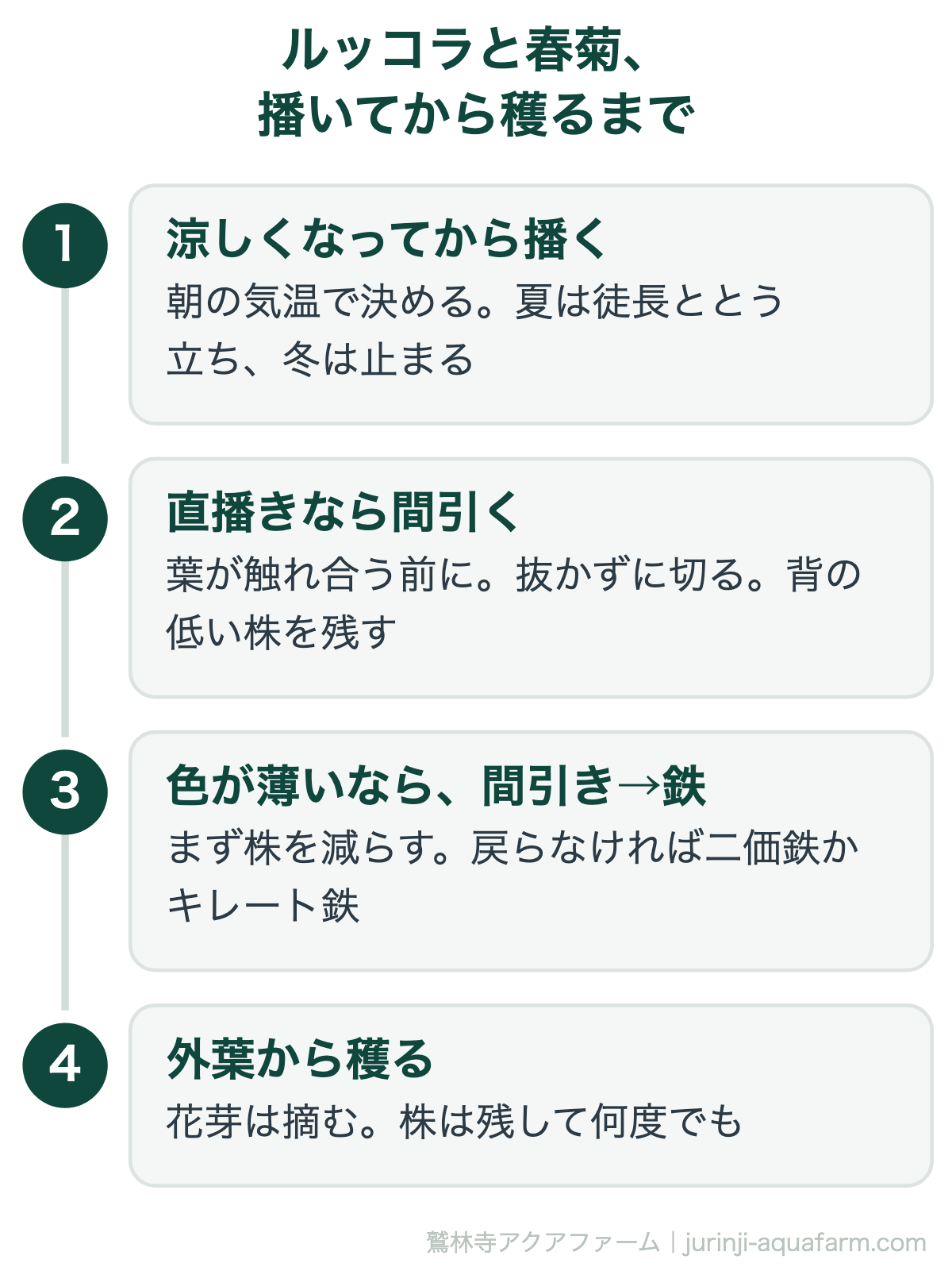 アクアポニックスのルッコラと春菊を播いてから穫るまでの手順の図。涼しくなってから播く、直播きなら葉が触れ合う前に間引く、色が薄いならまず間引きで戻らなければ鉄、外葉から穫って花芽は摘む