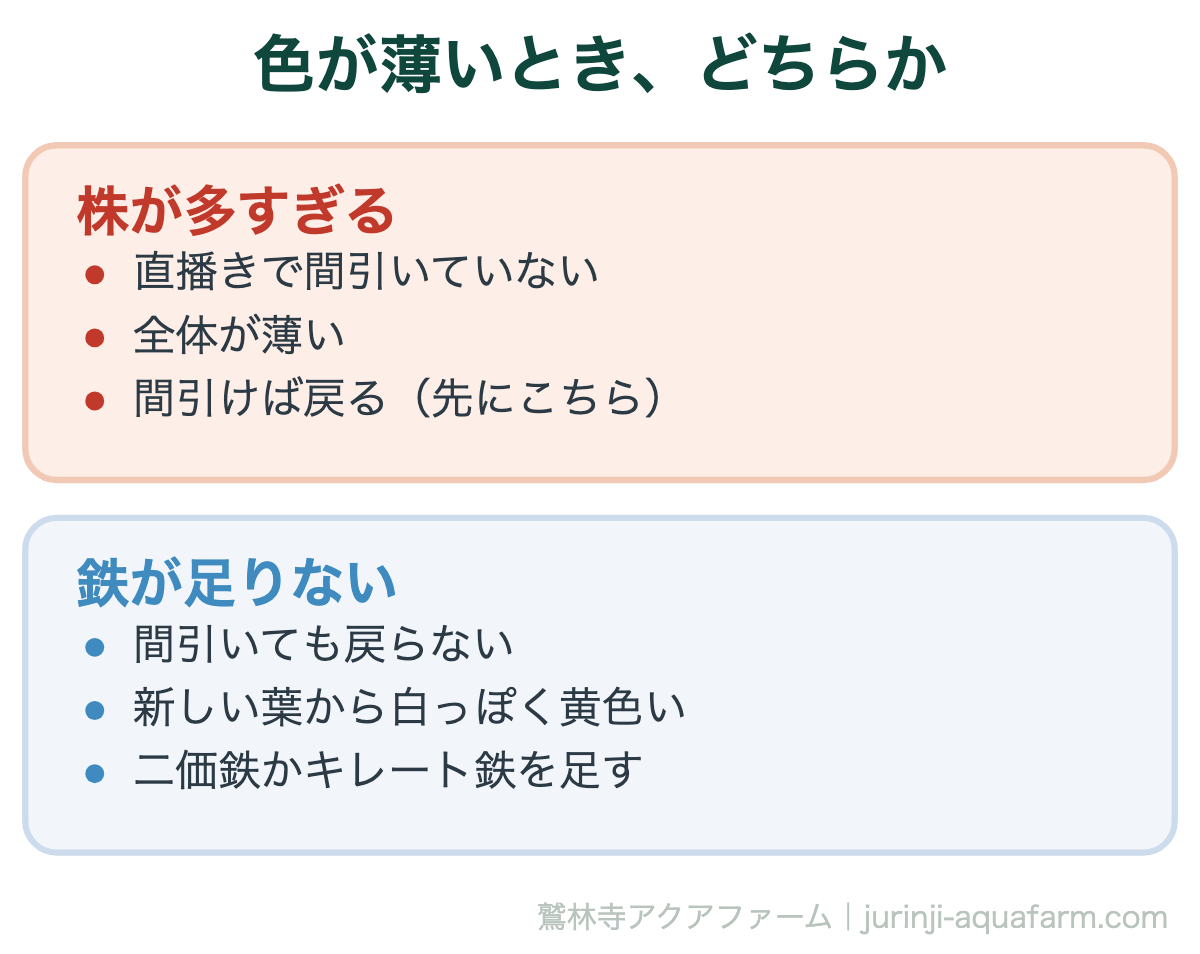 ルッコラと春菊の葉の色が薄いときの見分けの図。株が多すぎるなら直播きで間引いておらず全体が薄く、間引けば戻る。鉄が足りないなら間引いても戻らず新しい葉から白っぽく黄色くなり、二価鉄かキレート鉄を足す
