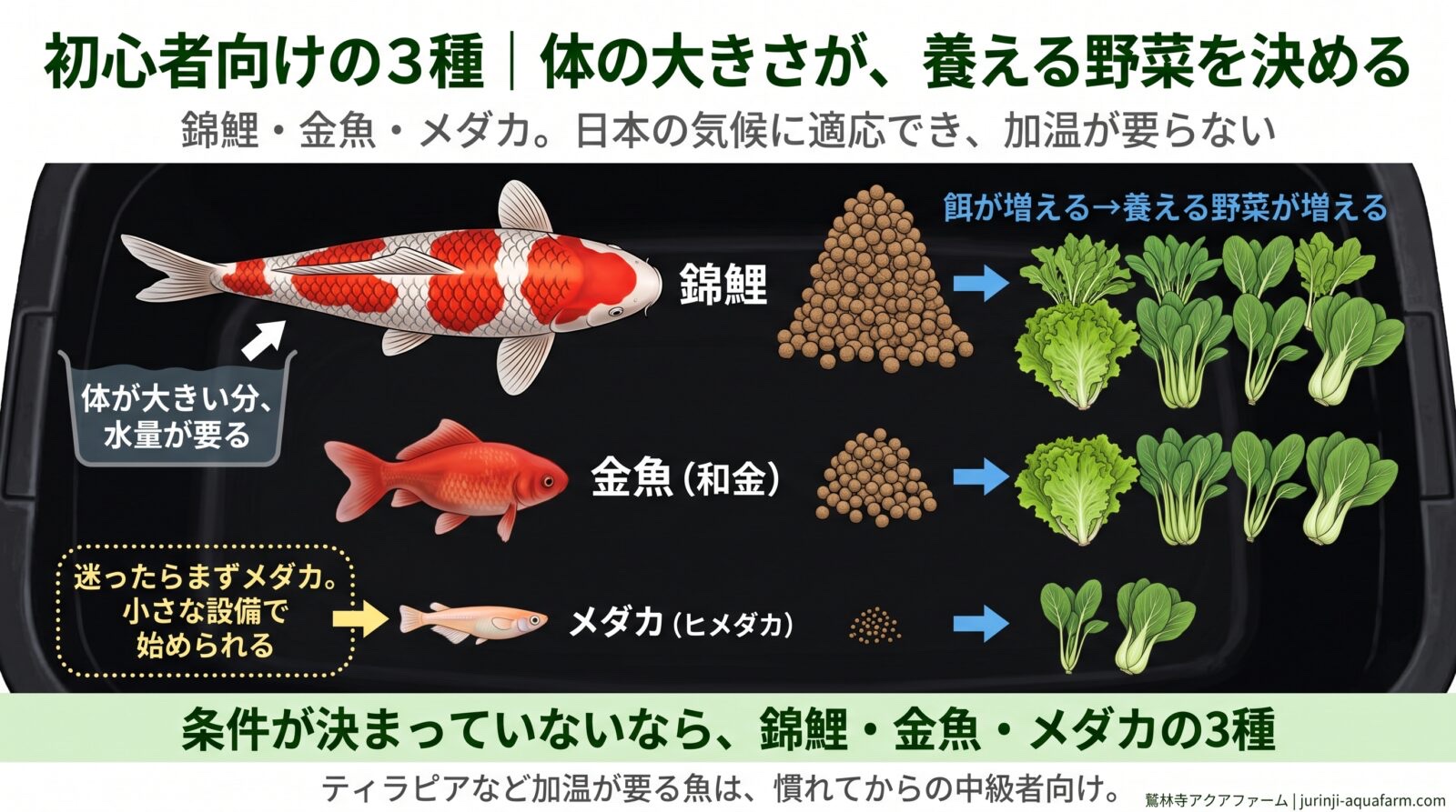 アクアポニックス初心者向けの魚3種の比較図。錦鯉・金魚（和金）・メダカ（ヒメダカ）を大きさ順に並べ、体が大きいほど餌が増え、養える野菜が増える。錦鯉は体が大きい分水量が要る。迷ったらまずメダカ、小さな設備で始められる