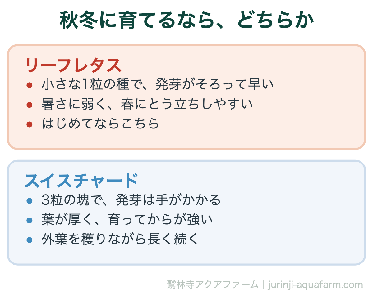 秋冬のアクアポニックスでリーフレタスとスイスチャードを比べた図。リーフレタスは小さな1粒の種で発芽がそろって早いが暑さに弱い。スイスチャードは3粒の塊で発芽に手がかかるが、葉が厚く育ってからが強く、外葉を穫りながら長く続く